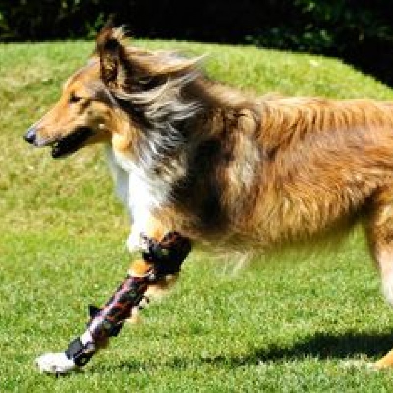 Was die Orthopädietechnik beim Tier zu leisten vermag hundkatzepferd